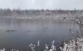 На Зимнем озере в Ленобласти замечен одинокий лебедь