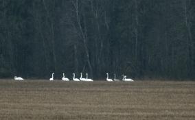 У мемориала Большое Заречье в Ленинградской области замечена стая лебедей