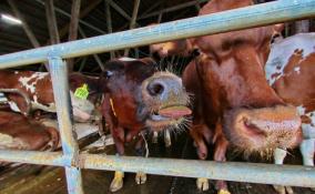 Ветеринары Ленобласти пресекли незаконный ввоз коров в Кингисеппский район