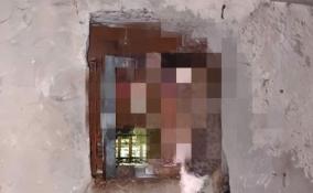Труп изувеченной беременной кошки нашли в подвале дома в Купчино
