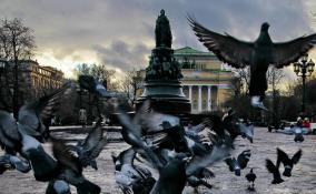 Жителей Петербурга 24 ноября ожидает облачная погода без осадков