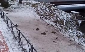 Жители Кудрово запечатлели бегающую стаю упитанных крыс