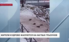 Жители Кудрово жалуются на наглых грызунов