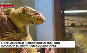 В Ленинградском зоопарке показали дружную семью цепкохвостых
сцинков