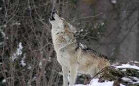 Охотнадзор Ленобласти: численность волков остается стабильной
