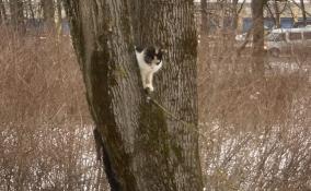 Спасатели сняли с дерева застрявшую кошку в Павлово