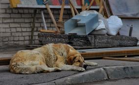 В МФЦ Ленобласти можно принести корм для бездомных кошек и собак