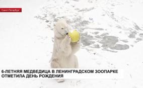 Белая медведица Хаарчаана отметила День рождения в Ленинградском зоопарке