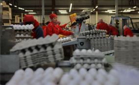 «Русско-Высоцкая птицефабрика» в Ленобласти возобновляет работу