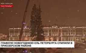 Главную новогоднюю ель Петербурга спилили под Приозерском