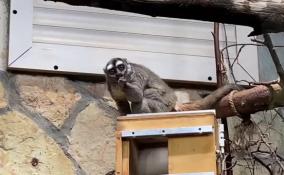 Разменяла второй десяток: Ленинградский зоопарк показал таинственную обезьянку Ноту