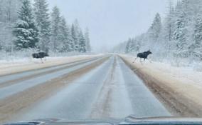 Водителей Волосовского района предупреждают о выбегающих на дорогу лосях